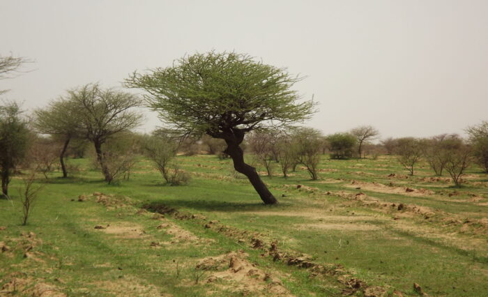 afforetation-Dori-Burkina Faso